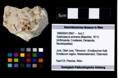 Foto (Objekt + Etikett) von Gastrosacus eminens (Blaschke, 1911)  (NHMW-GEO-1990-0041-2957)